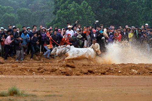 Nao nhiet dua bo Bay Nui o Ha Noi
